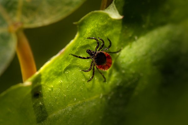 La maladie de Lyme : Comprendre, identifier et combattre cette infection sournoise